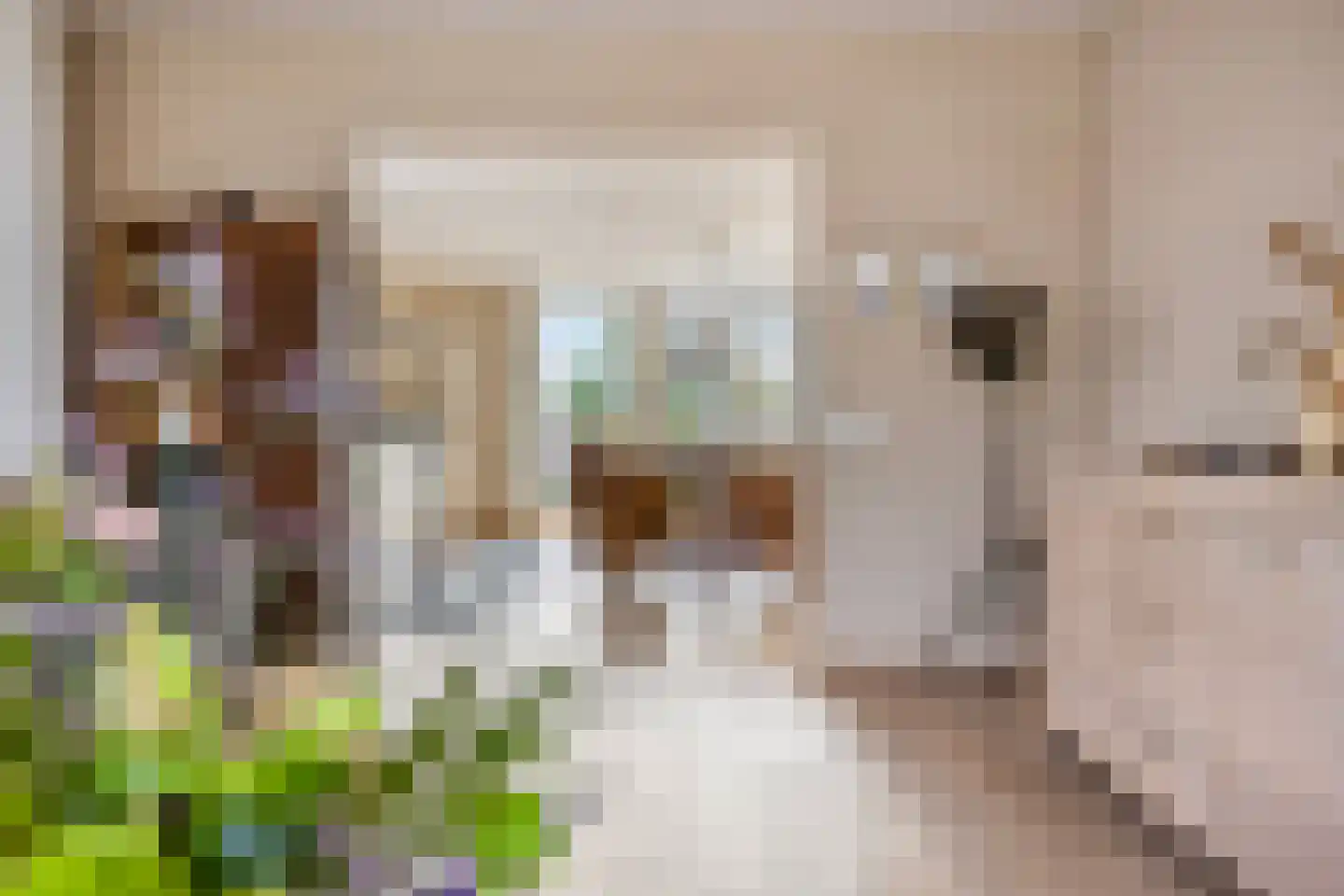 Antoniusplein 18 B Lomm thumbnail 8