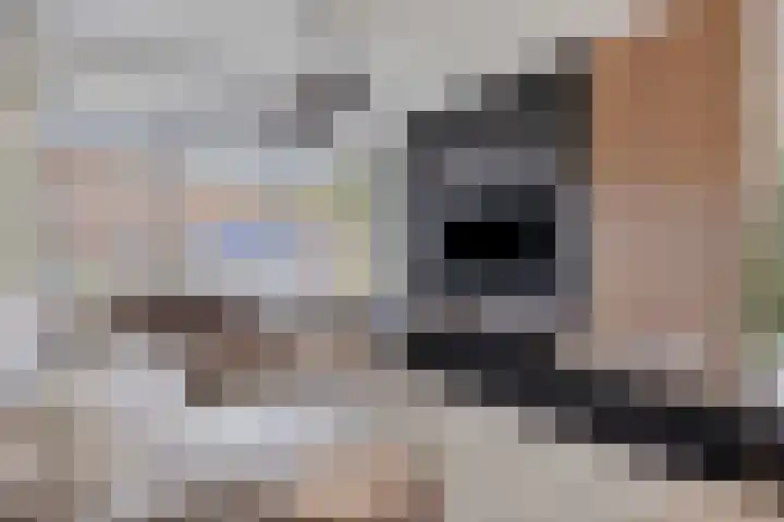 Antoniusstraat 11 Wijchen thumbnail 4