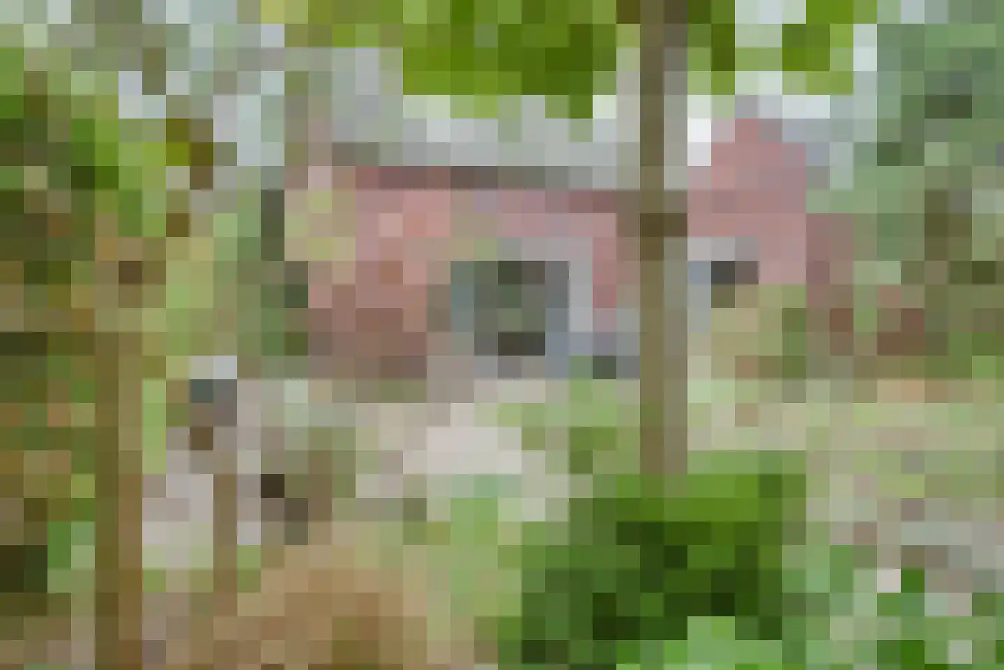 Antoniusstraat 24 Biest-Houtakker thumbnail 27
