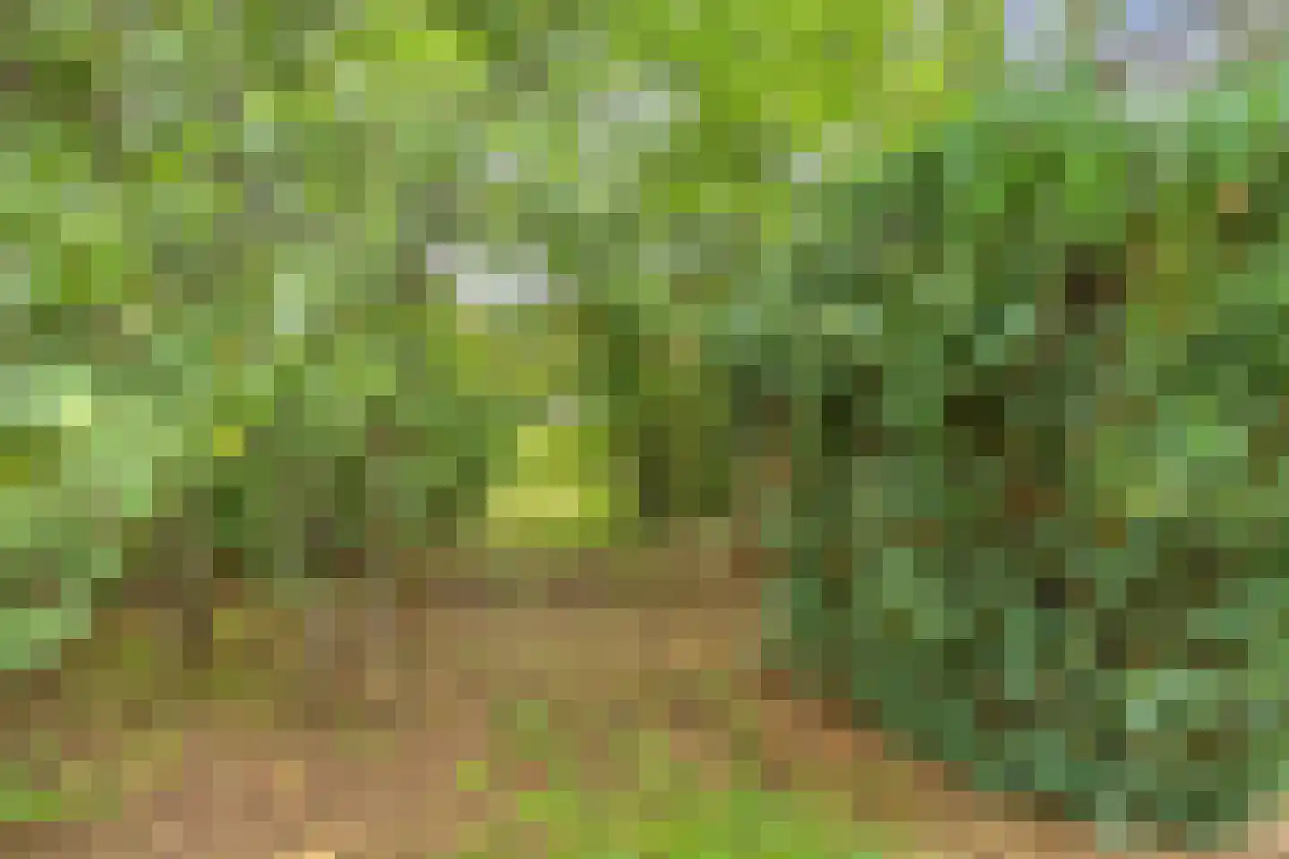 Antoniusstraat 41 Erp thumbnail 30