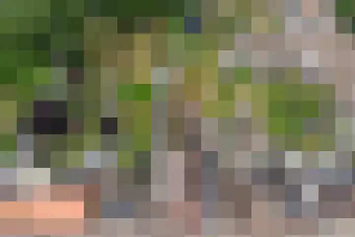 Antwerpsestraat 200 Putte thumbnail 29