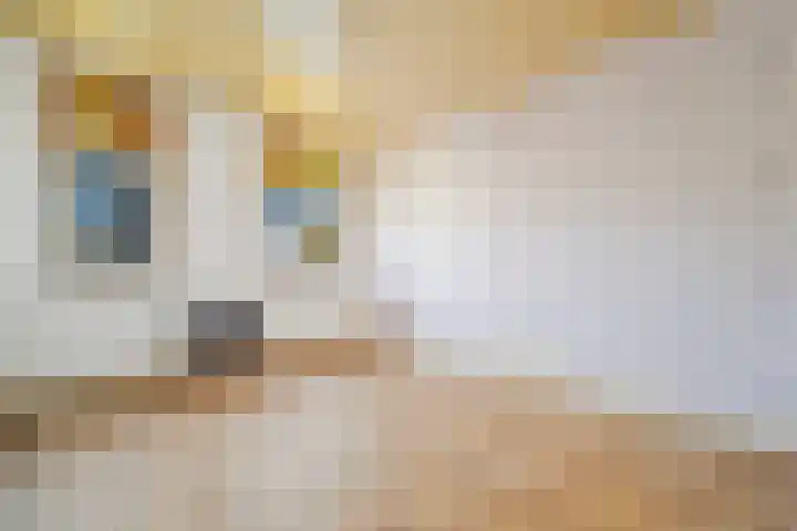 Apeldoornselaan 258 Den Haag thumbnail 21