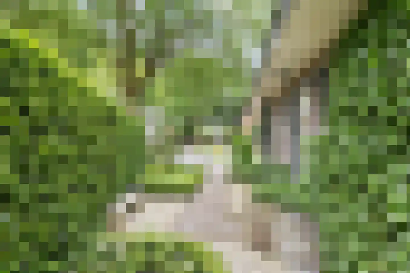 Apeldoornseweg 6 Vaassen thumbnail 38