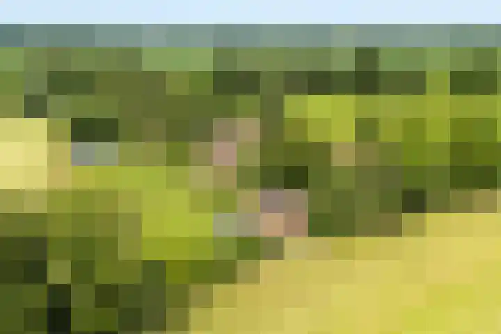 Apenhorsterweg 2 De Heurne thumbnail 101