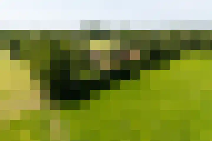 Apenhorsterweg 2 De Heurne thumbnail 12