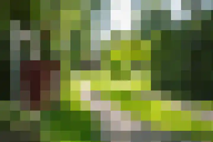 Apenhorsterweg 2 De Heurne thumbnail 14