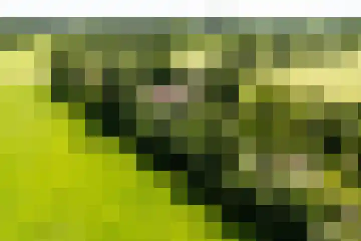 Apenhorsterweg 2 De Heurne thumbnail 4