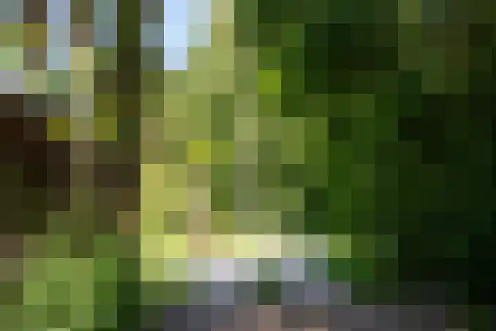 Apenhorsterweg 2 De Heurne thumbnail 66