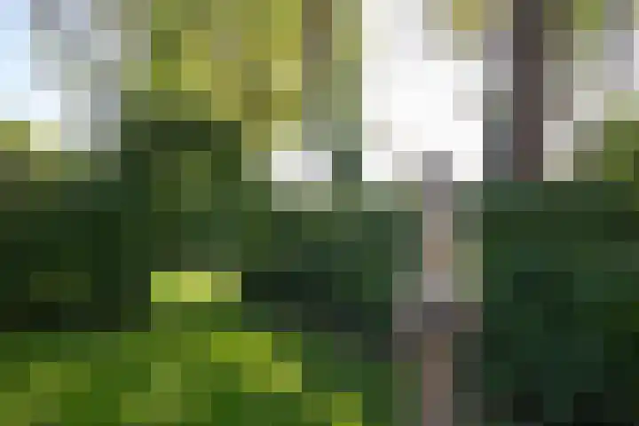 Apenhorsterweg 2 De Heurne thumbnail 83