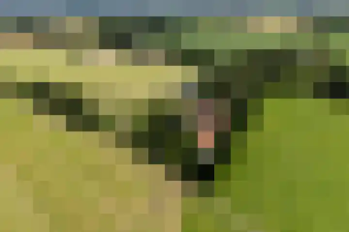 Apenhorsterweg 2 De Heurne thumbnail 94