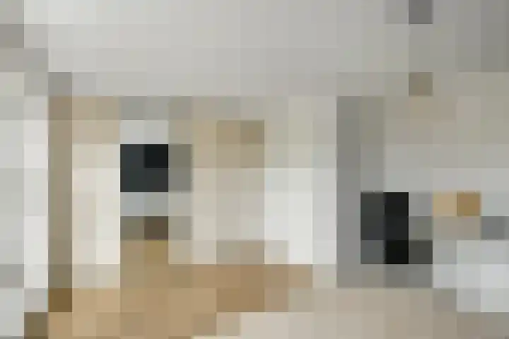 Apollo 5 Elst thumbnail 19
