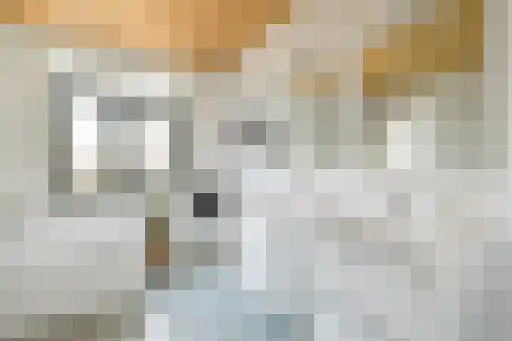 Apollolaan 25 Oostzaan thumbnail 31