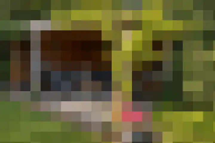 Apollovlinder 10 Bilthoven thumbnail 30