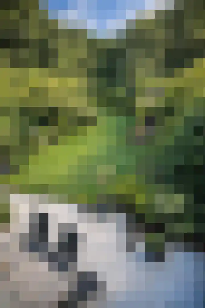 Apollovlinder 10 Bilthoven thumbnail 31