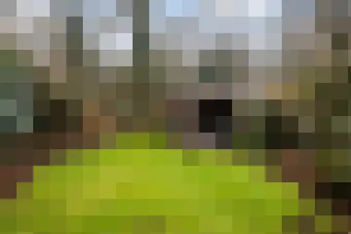 Apollovlinder 10 Bilthoven thumbnail 33