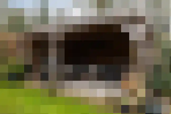 Apollovlinder 10 Bilthoven thumbnail 36