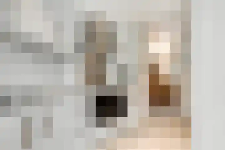 Apollovlinder 11 Bilthoven thumbnail 17