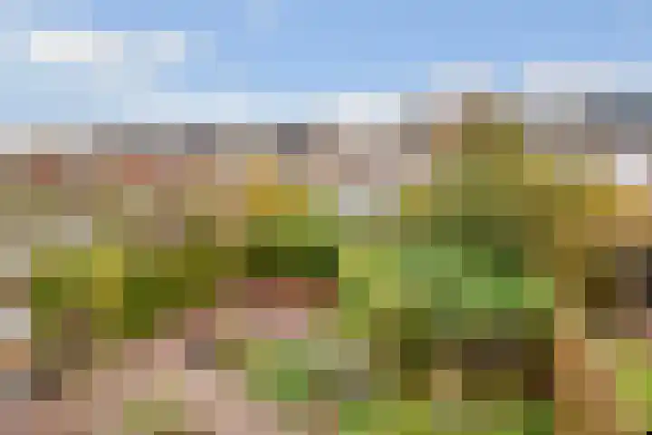 Apollovlinder 11 Bilthoven thumbnail 21