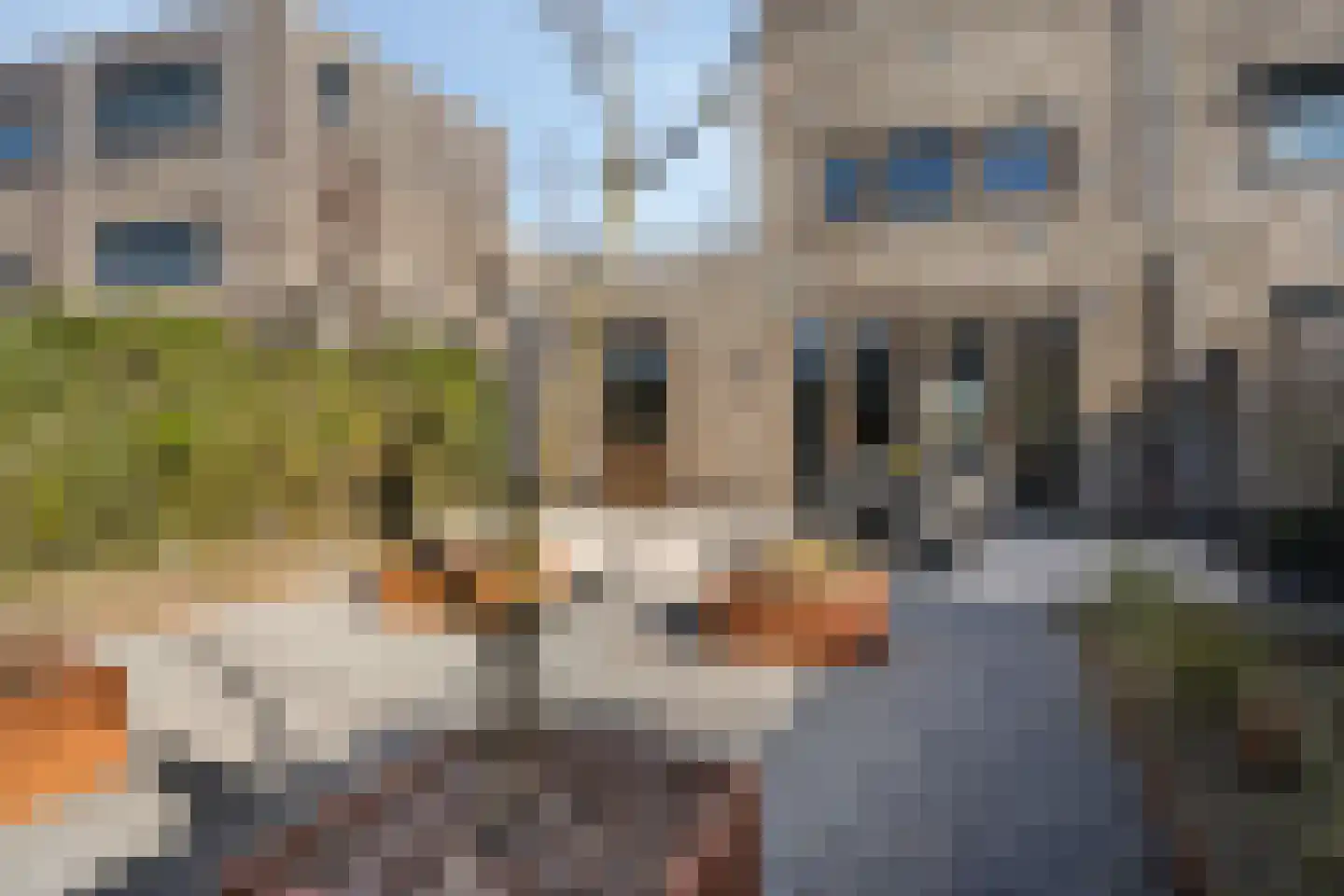 Apollovlinder 17 Terneuzen thumbnail 46