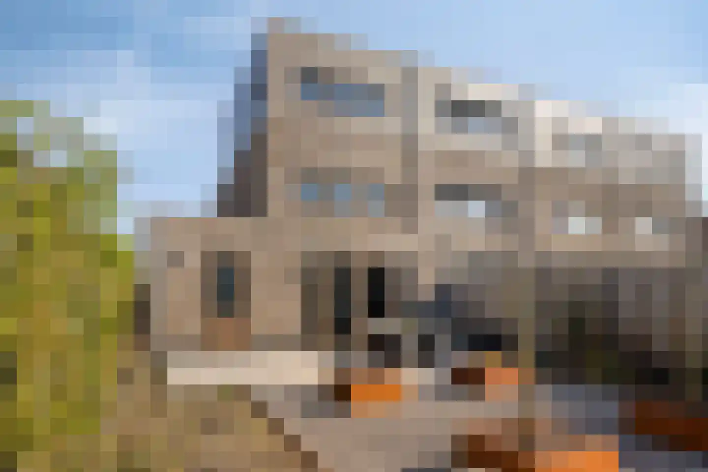 Apollovlinder 17 Terneuzen thumbnail 47