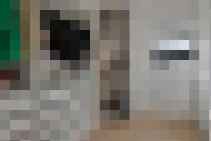 Apollovlinder 25 Terneuzen thumbnail 23
