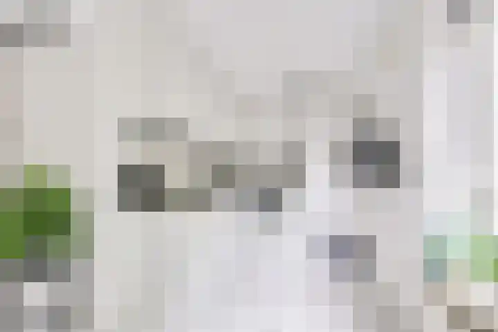 Apollovlinder 30 Bilthoven thumbnail 14