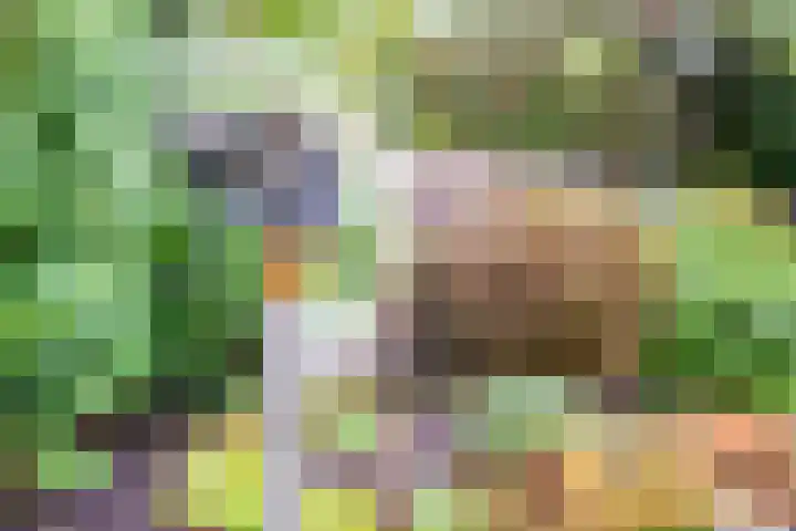 Apollovlinder 30 Bilthoven thumbnail 19