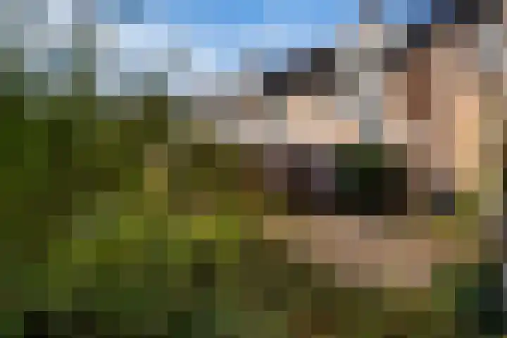 Apollovlinder 34 Amersfoort thumbnail 35