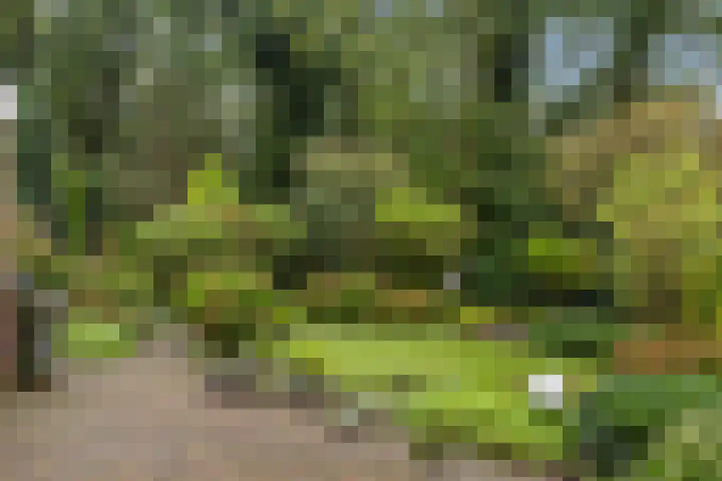 Apollovlinder 46 Bilthoven thumbnail 19
