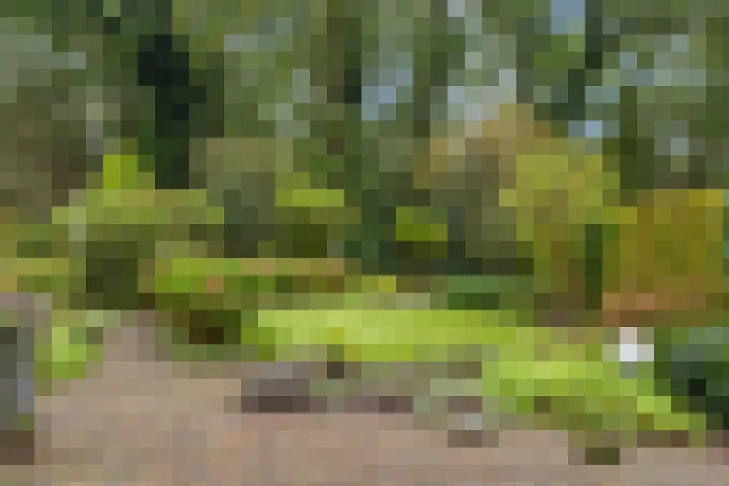 Apollovlinder 46 Bilthoven thumbnail 20
