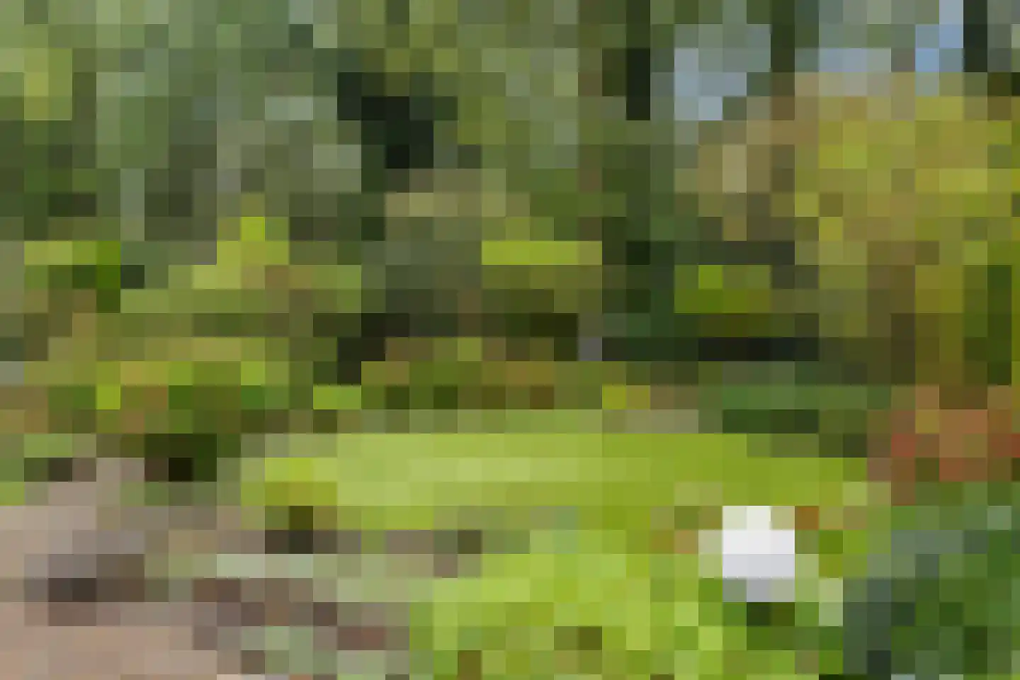 Apollovlinder 46 Bilthoven thumbnail 21