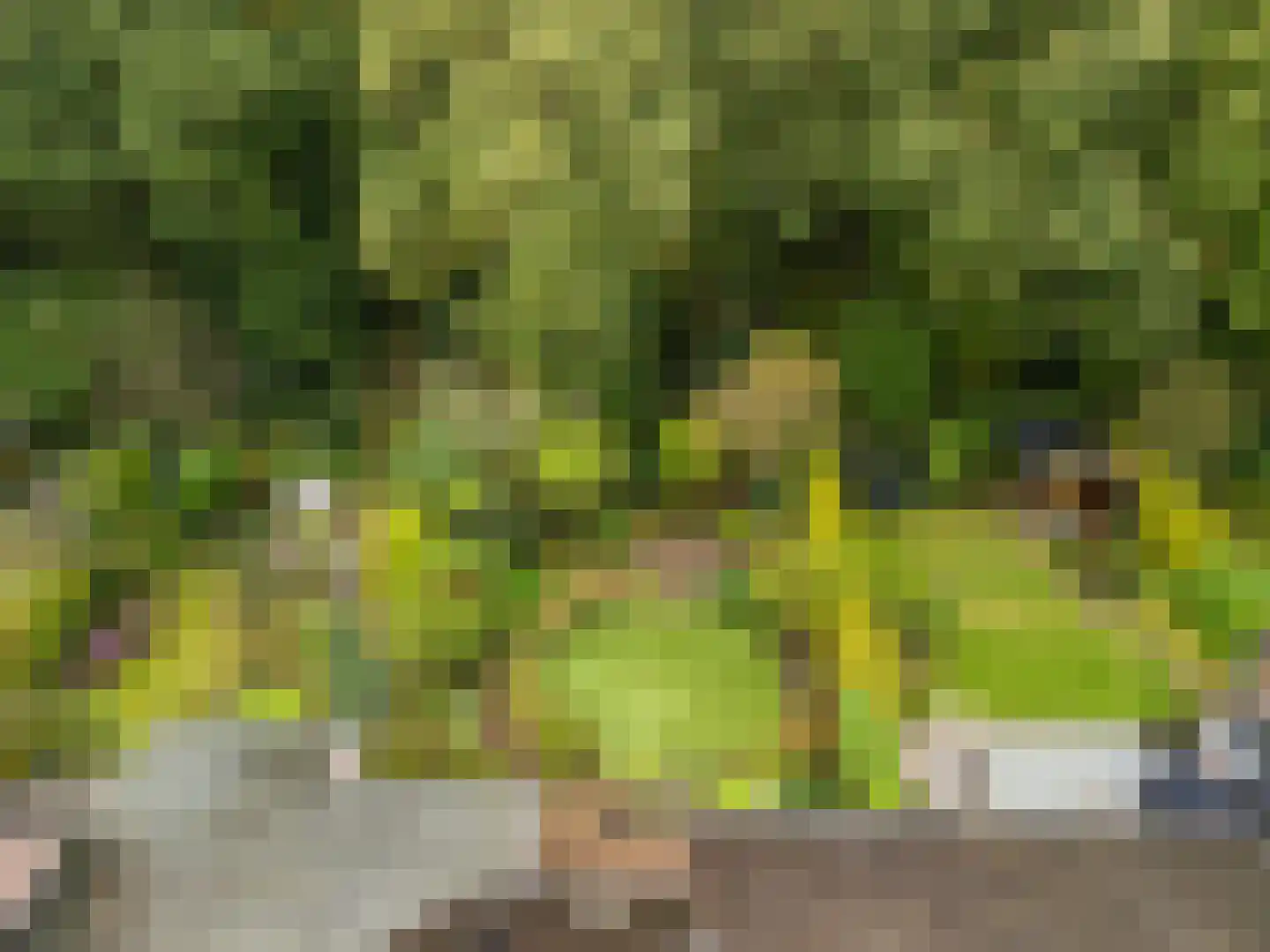Apollovlinder 46 Bilthoven thumbnail 24