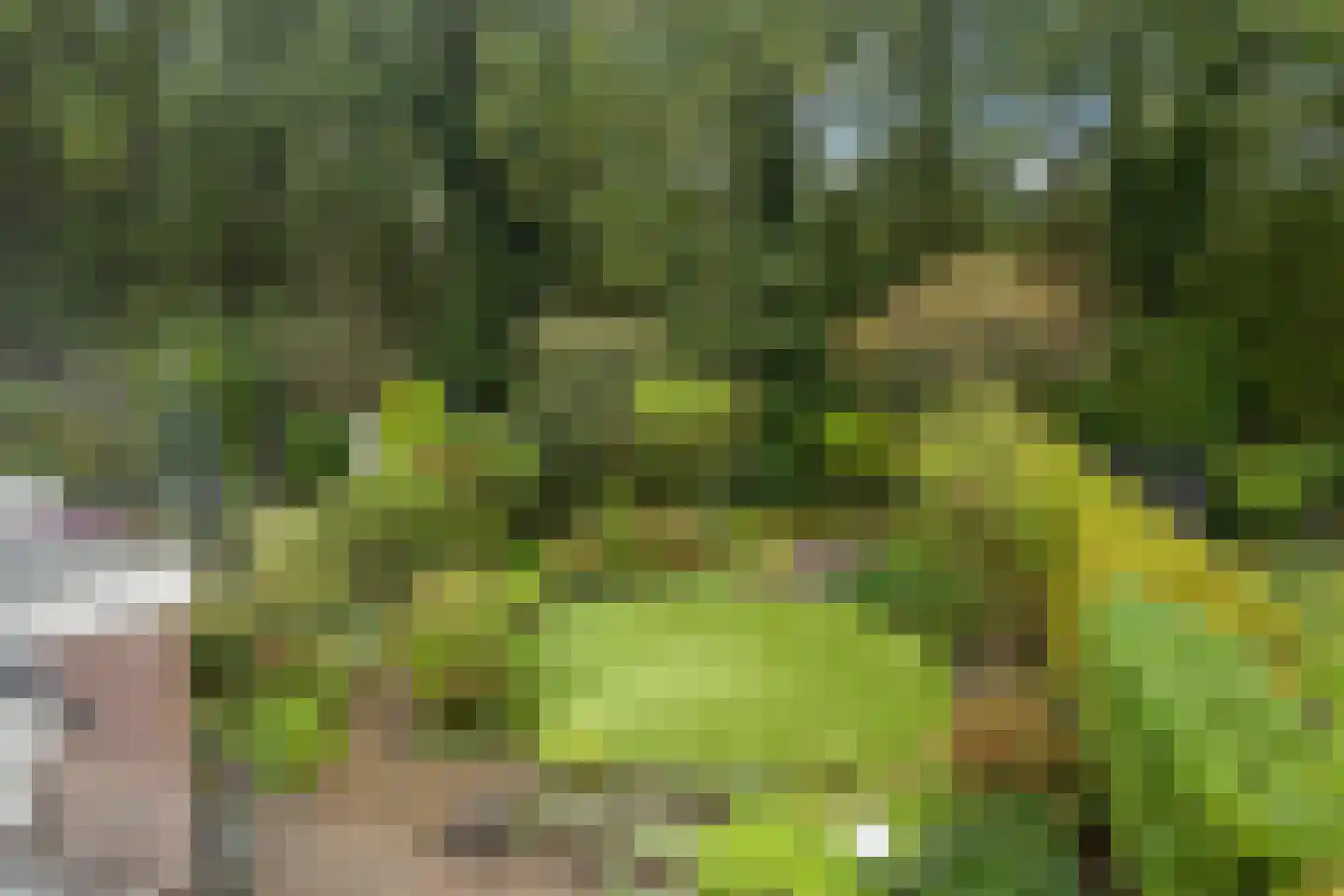 Apollovlinder 46 Bilthoven thumbnail 25