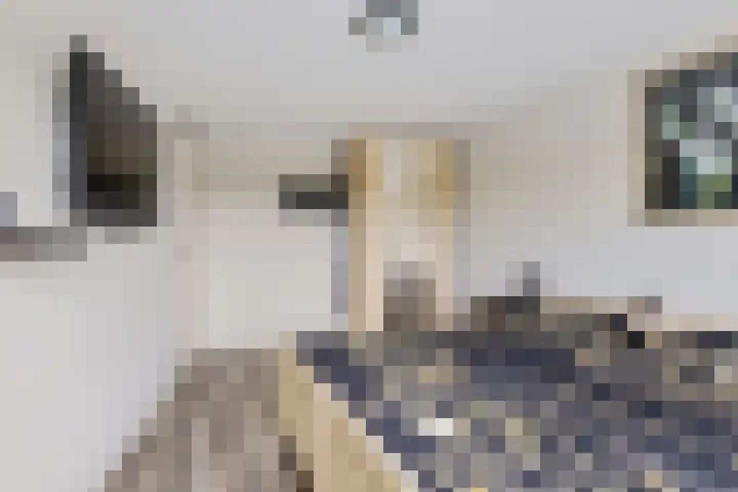 Apollovlinder 48 Sneek thumbnail 18