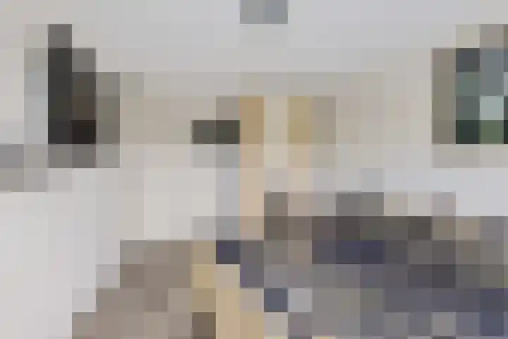 Apollovlinder 48 Sneek thumbnail 18