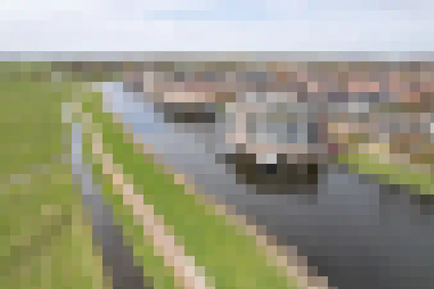 Apollovlinder 48 Sneek thumbnail 45