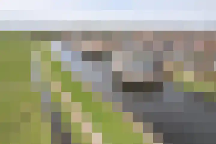 Apollovlinder 48 Sneek thumbnail 45