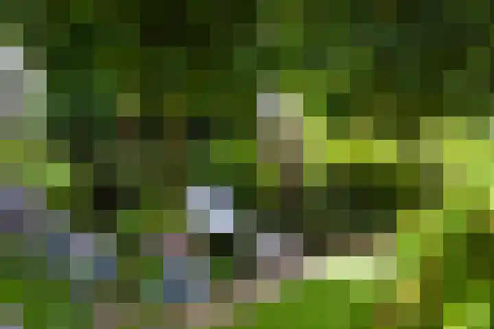 Apollovlinderlaan 27 Eindhoven thumbnail 31