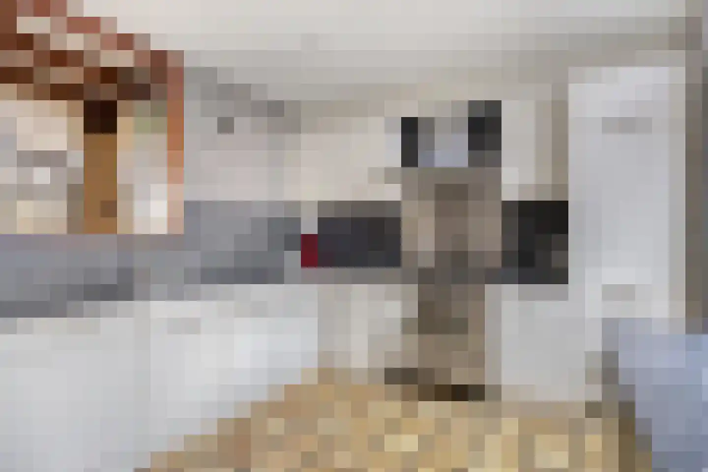 Appelaar 27 Oosterhout thumbnail 11