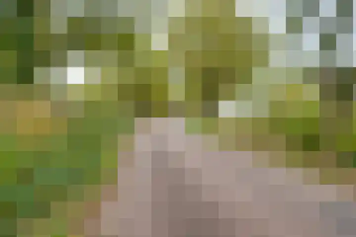 Appelaarseweg 27 Fijnaart thumbnail 64