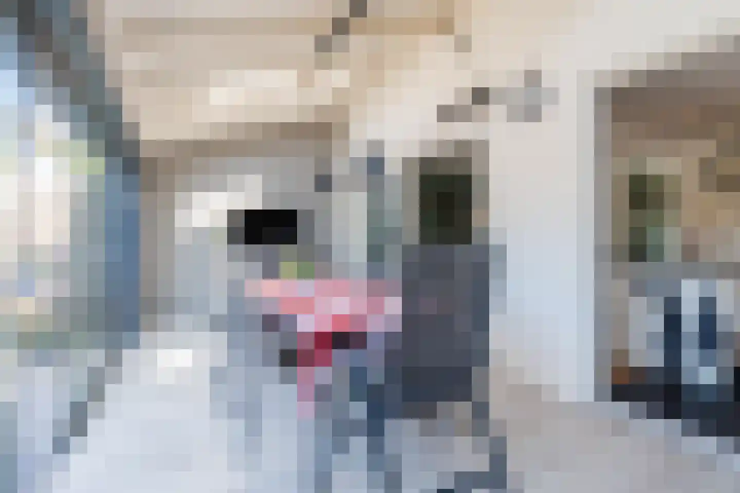 Appelakker 21 Cothen thumbnail 20