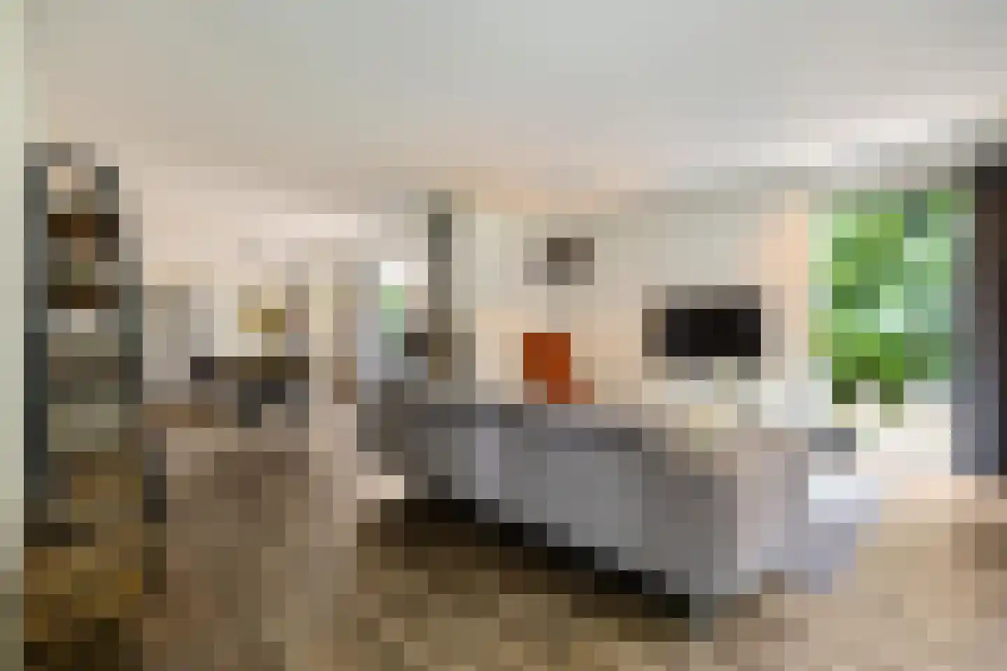 Appelakkers 5 Annen thumbnail 28