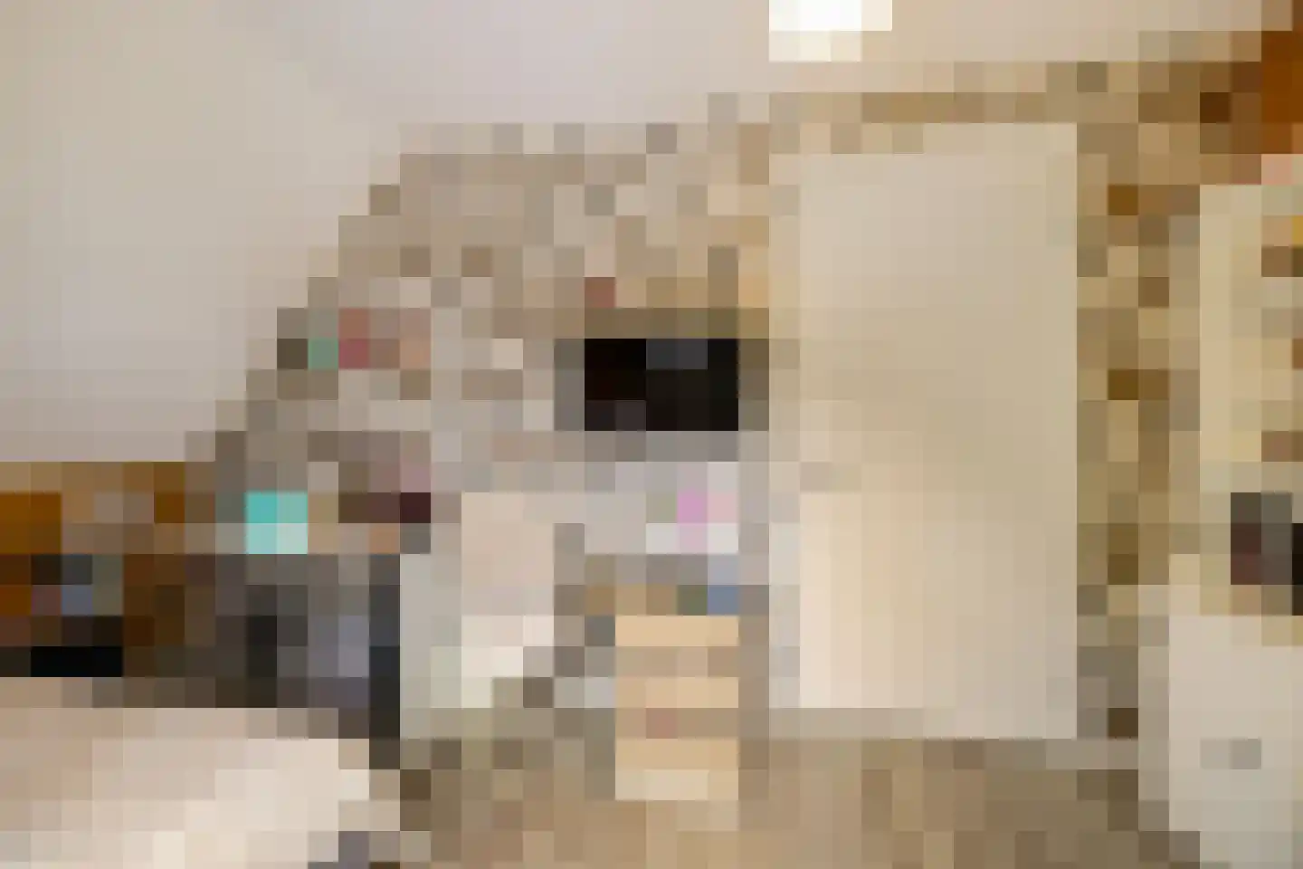 Appelakkers 5 Annen thumbnail 40
