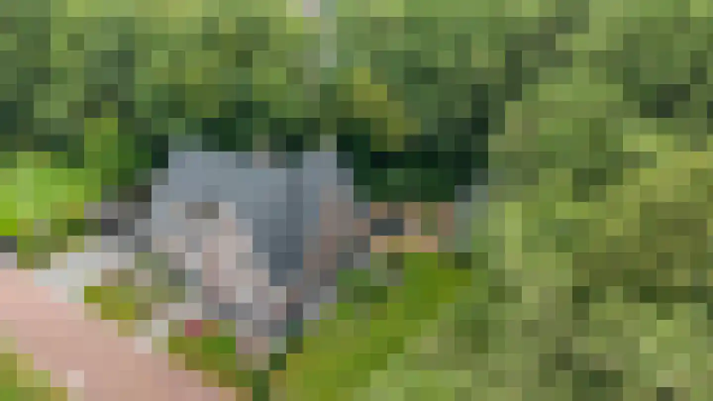 Appelakkers 5 Annen thumbnail 6