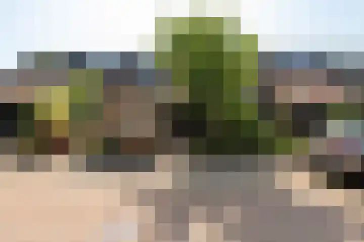 Appelboom 10 Culemborg thumbnail 41