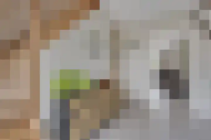 Appelenburg 17 Tuil thumbnail 7