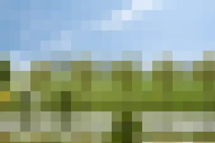 Appelgaard 50 Heerjansdam thumbnail 37