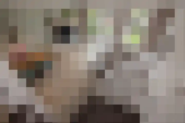Appelgaarde 36 Zoetermeer thumbnail 24