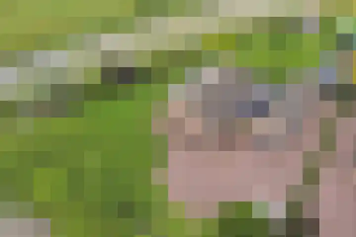 Appellaan 19 Harmelen thumbnail 60