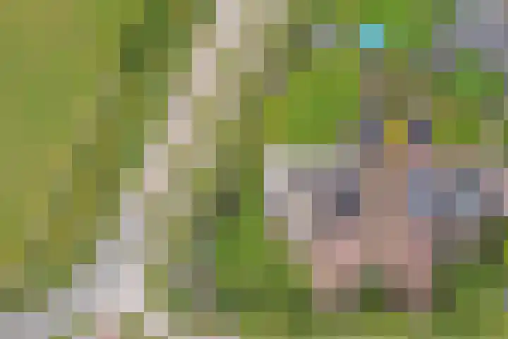 Appellaan 19 Harmelen thumbnail 63